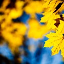 Maple-Yellow-Leaves