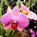 watering_the_orchid_by_3nslav3-d31cgaf