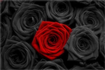 A-dozen-black-one-red-rose-77539293949